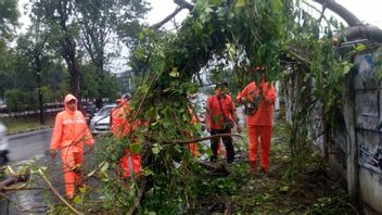 Antisipasi Jatuh Korban Akibat Pohon Tumbang, Pemkot Jaktim Minta Petugas Sudin Tamhut Rutin Pemangkasan
