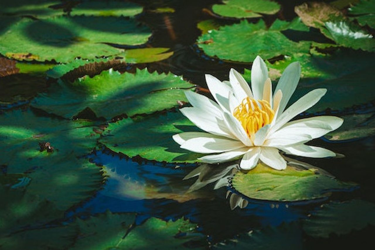 庭の池を美しくするためにロータスの花を植える6つの方法