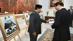 Bayi Panda Lahir di Indonesia, Prabowo Beri Nama ‘Satrio Wiratama’