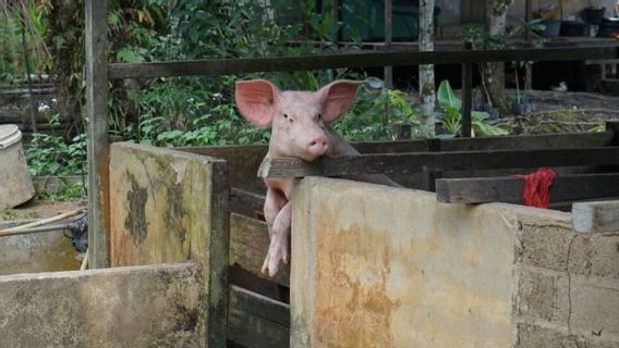 Les citoyens de l'Afrique sont invités à surveiller la fièvre porcine