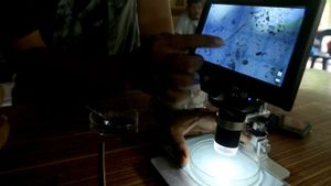 Mikroplastik Meningkat di Muara Sungai ke Teluk Jakarta saat Pandemi