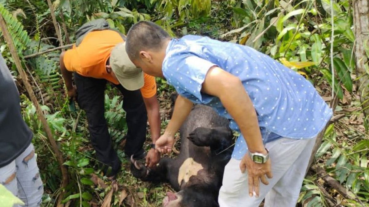 Beruang Ditemukan Mati Terjerat Tali di Siak Riau