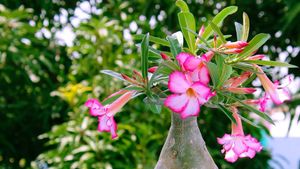 5 Cara Merawat Bunga Adenium, Perhatikan agar tidak Mudah Diserang Hama 