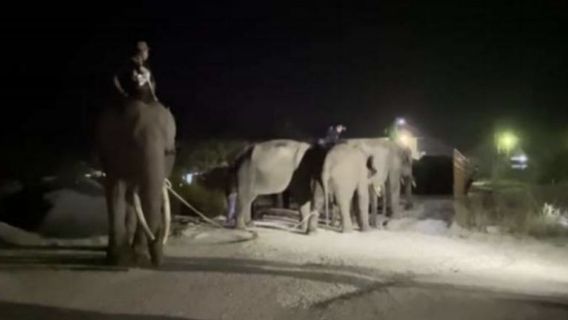 BKSDA Giring Gajah Liar dari Pelalawan Riau