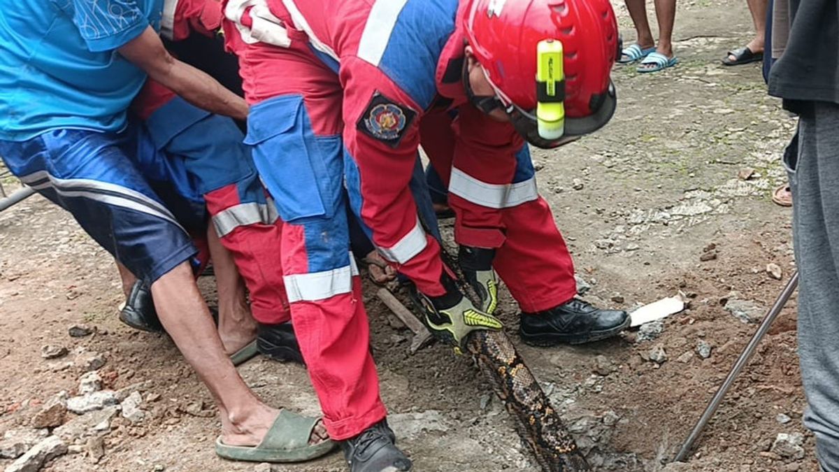 Firefighters And Residents Of Cipayung, East Jakarta, Pull A 5-meter Batik Python From Inside The Ground