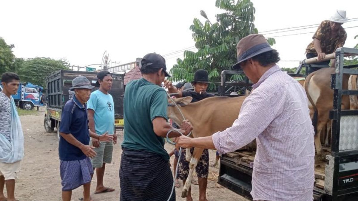 تفشي PMK ، سيتم استيعاب احتياجات الحيوانات المضحية في ماتارام من المزارعين المحليين 