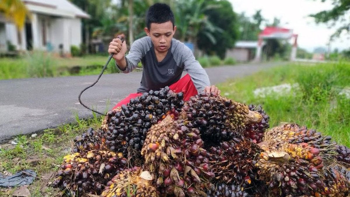 マレーシアと競争するズールハス貿易相は、インドネシアに独自のパーム油基準価格を設定することを望んでいます