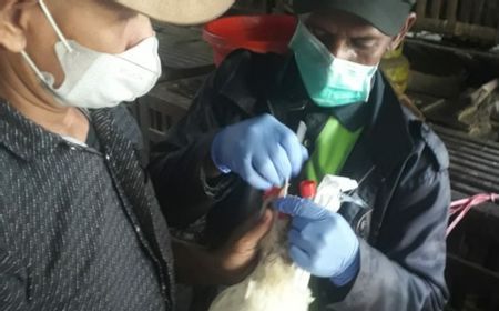 Cegah Flu Burung, DKPP Surabaya Ambil Sampel Unggas di Setiap Pasar Tradisional