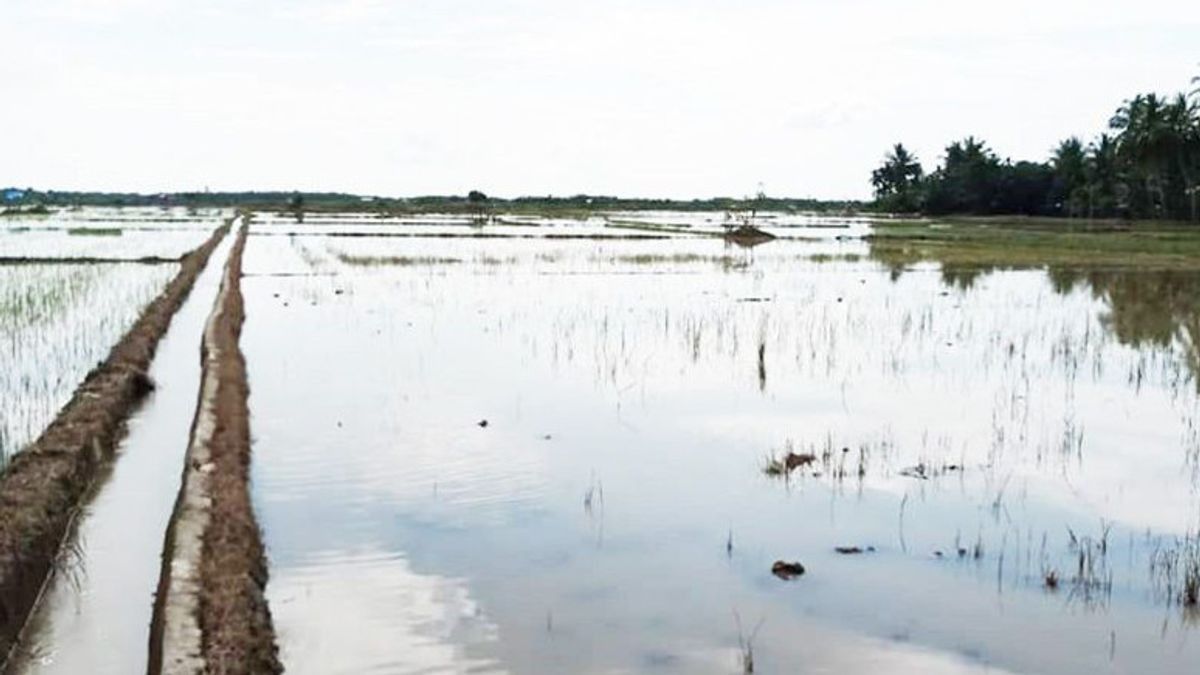 Pemkab Aceh Utara Berikan Bantuan Benih Padi kepada Petani Korban Banjir