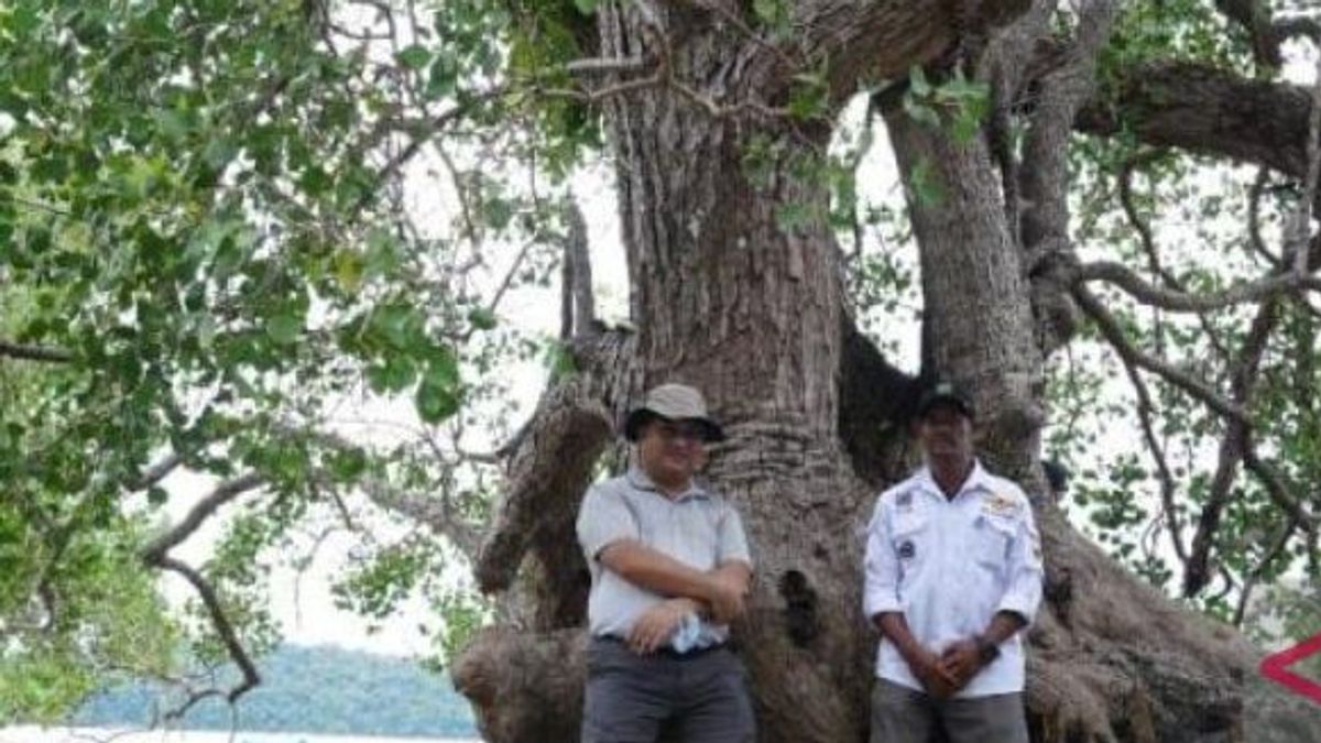 Belitung Menuju Destinasi Wisata Mangrove Dunia