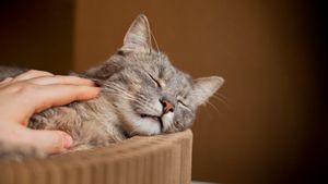 Kenapa Kucing Tidur Terus? Ini 5 Alasannya
