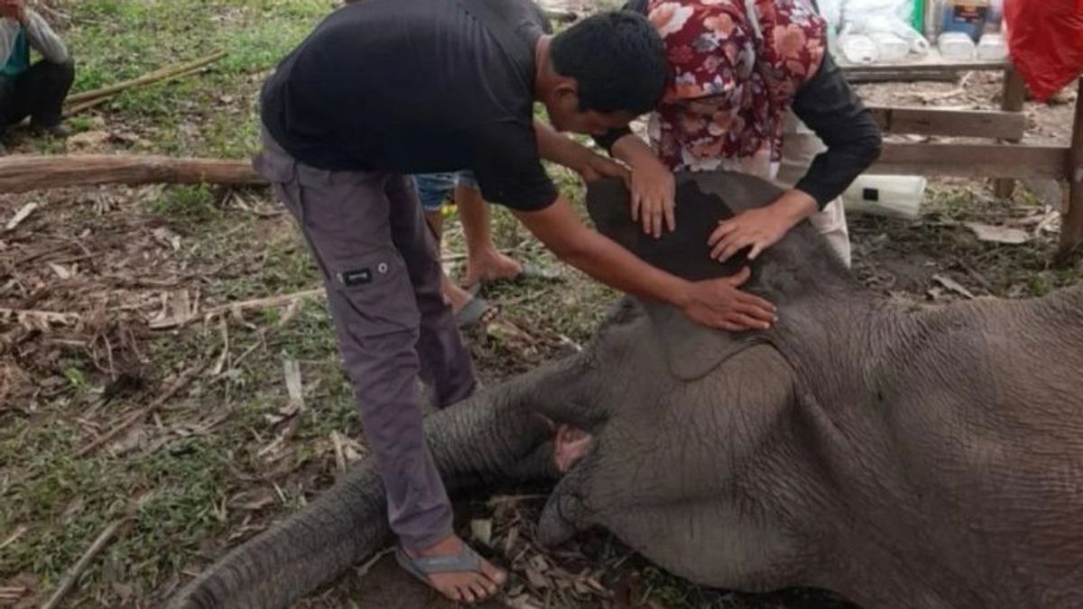 テッソ国立公園の象、ニロリアウが死ぬ