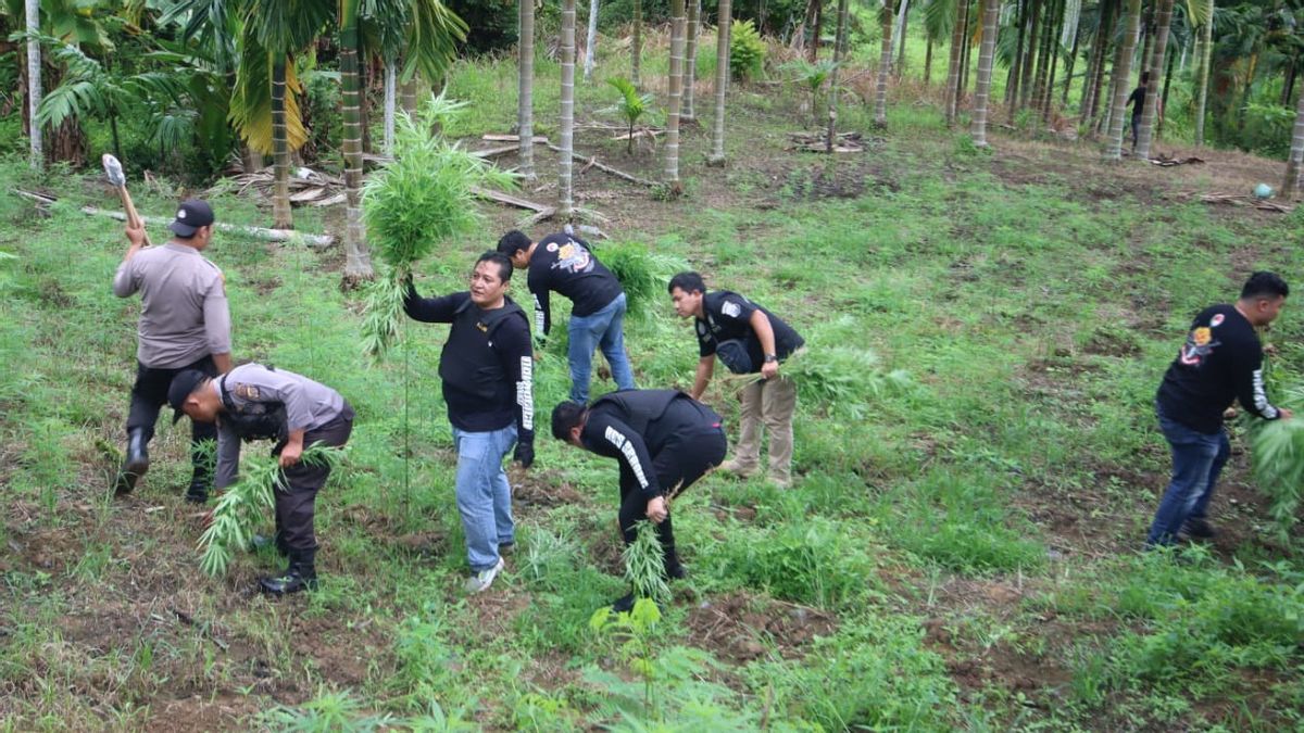 Arresting Drug Dealers to Aceh, Serang Police Precisely Finds Hectares of Cannabis Fields