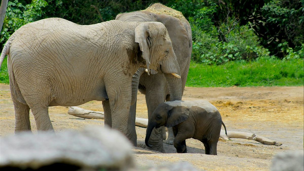 Une touriste espagnole près d’un éléphant pesant 3,5 tonnes dans l’Afrique d’Indonésie est morte à pied devant son fiancé