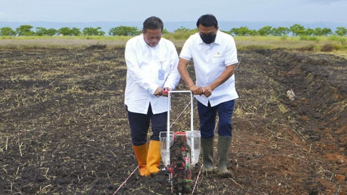 Kabar Baik dari Moeldoko: Sumba Berpotensi Besar Jadi "Pulau Sorgum"