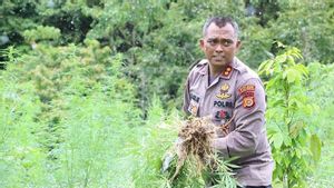Empat Hektare Ladang Ganja di Aceh Besar Dimusnahkan