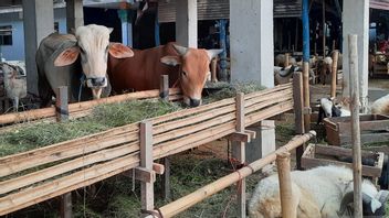 Pity, Ahead Of Eid Al-Adha Sacrificial Animal Traders In Tangerang Are Quiet. Buyers: Selling 2 Heads A Day Is Very Difficult