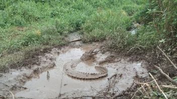 Mangeant Souvent Du Poisson D’élevage, Crocodile 2,5 Mètres Arrêté Par Les Résidents Des îles Tanjungpinang Riau