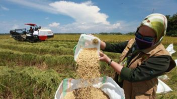 NTB Bulog Raya Perdana Harvest，Awali 2026谷物吸收