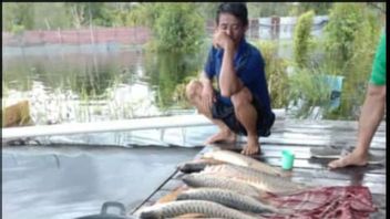 وفاة 200 سمكة أليفة من أروانا بسبب الفيضانات في كابواس هولو