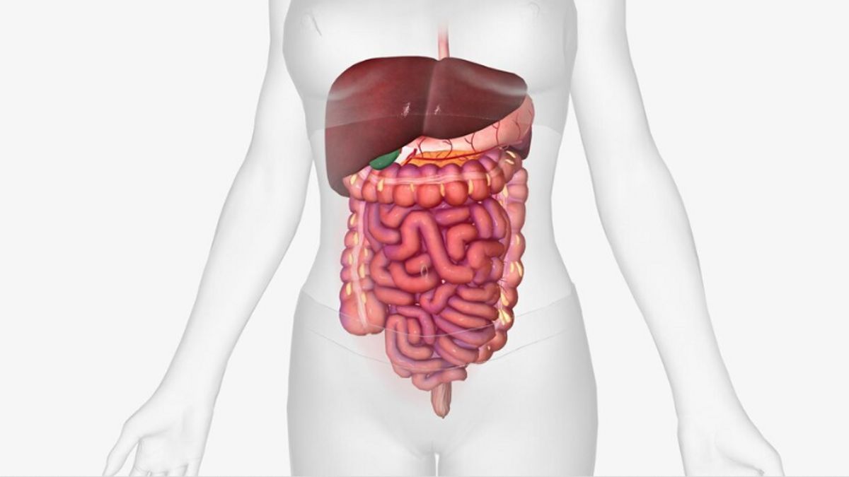 人間の消化管の順序、食物の侵入から廃棄まで