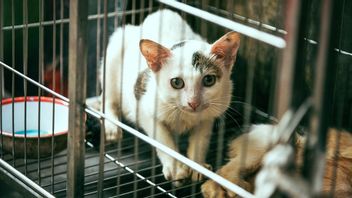 中国警方营救150只被送去屠宰的猫：挤在生锈的笼子里，用鸟喂