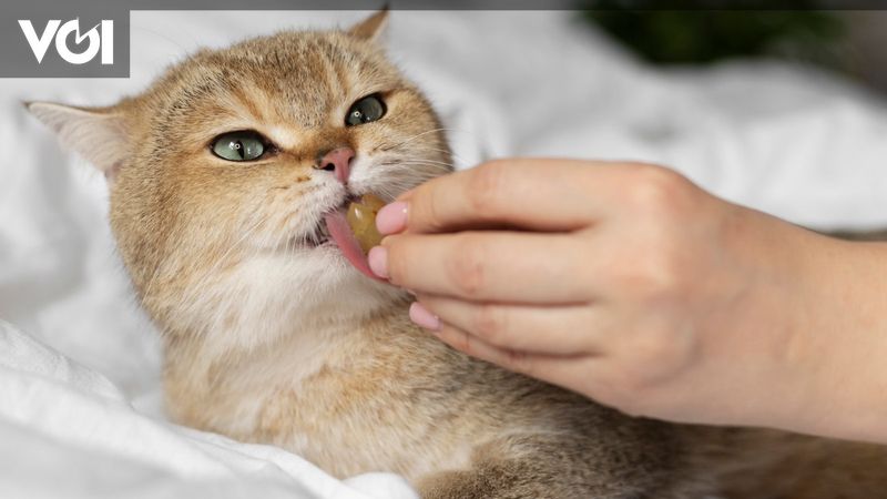 Memberi Obat Cacing Pada Kucing, Kenali Cara Dan Dosisnya