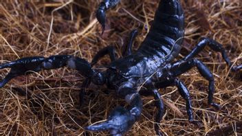 カラジェンキング毒が薬になり得るというのは本当ですか?これはIPB医師の説明です