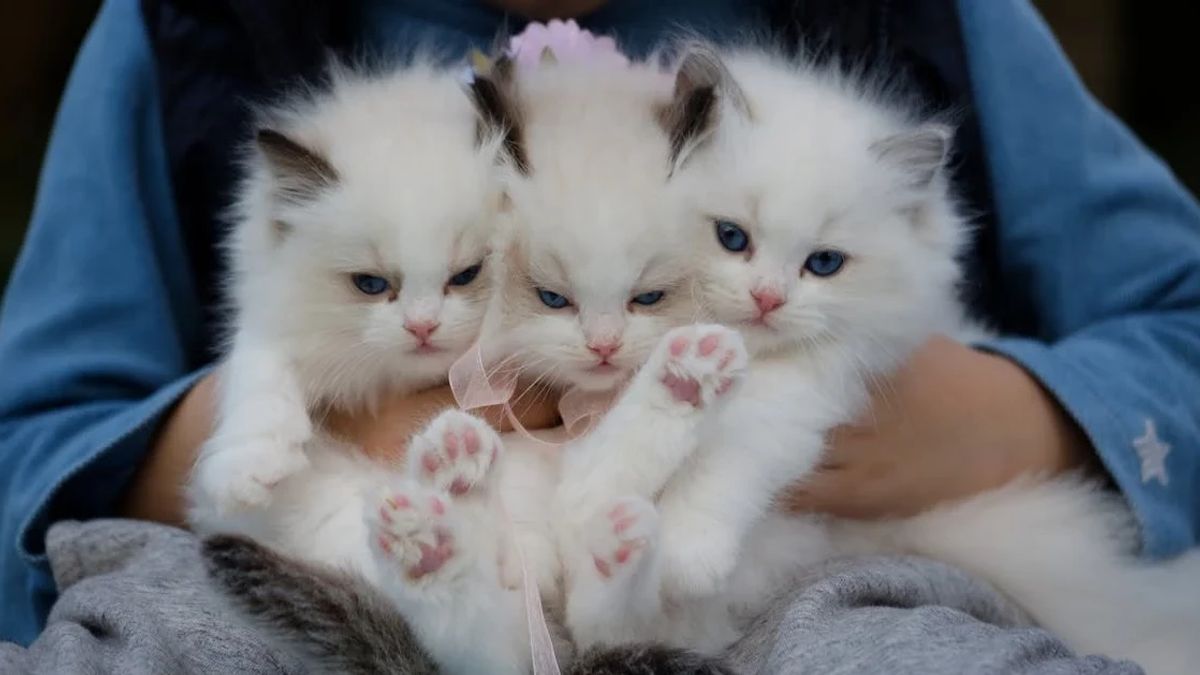 الذكاء الاصطناعي مساعدة مالكي القطط في اليابان للكشف عن صحة الحيوان الأليف