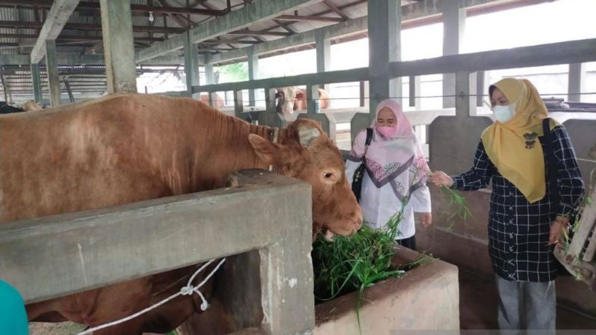 Sapi Limousin Kurban Presiden Jokowi di Riau Seharga Rp93,5 Juta