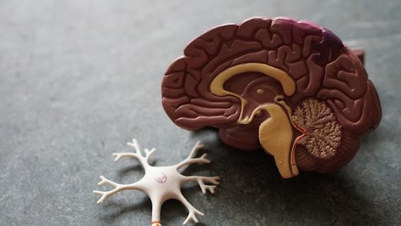 Mengenal Brain Rot, Pembusukan Otak Akibat Konsumsi Konten Kualitas Rendah di Media Sosial