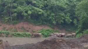 Gajah Berkeliaran di Pidie Sebabkan Aktivitas Petani Terganggu