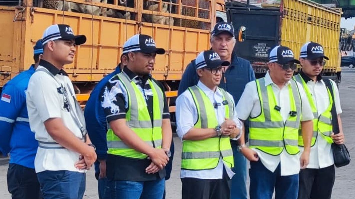 Jauh di Bawah Target, Impor Sapi Perah Australia September 2025 Baru 11.500 Ekor
