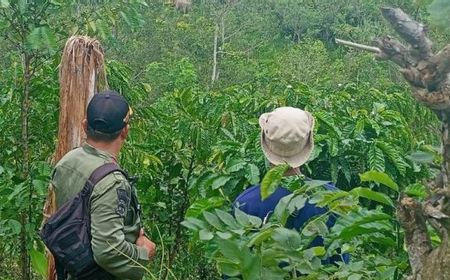 Konflik Gajah Liar dengan Warga Tidak Juga Selesai, Pemkab Lampung Memohon Bantuan ke Komisi IV DPR RI