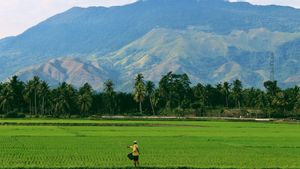 Komisi IV DPR ke Pemerintah: Indikator Keberhasilan Swasembada Pangan Adalah Kesejahteraan Petani