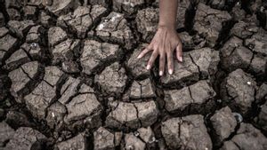 Indeks El Nino Diprediksi Capai 80 Persen Bulan Ini, BMKG Minta Potensi Dampak Dicermati
