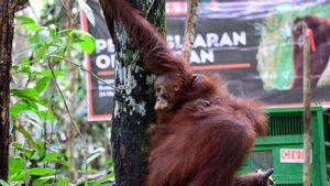 Populasi Orangutan Diklaim Tumbuh 17 Persen Berkat Hutan Lestari Kalimantan