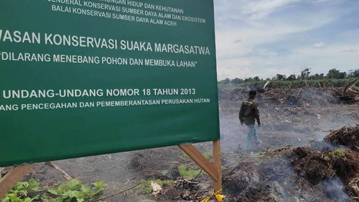 Menurun Setiap Tahun, Aceh Timur Kehilangan 1.096 Hektare Tutupan Hutan
