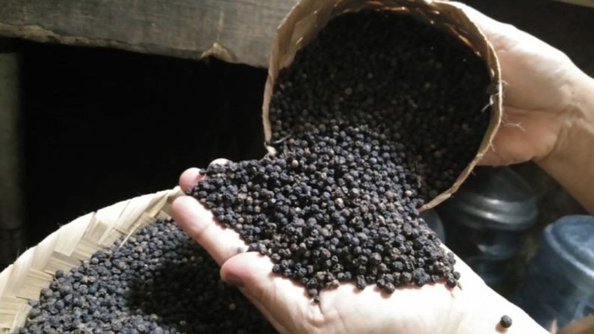 Encouraging Exports, Ministry Of Industry And LPEI Aims For East Lampung To Be A National Black Pepper Producer