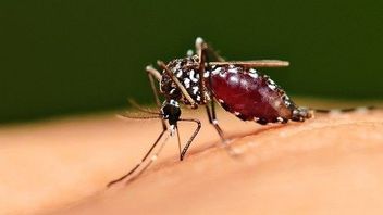 Dinkes Tulungagung Identifikasi 8 Kasus Malaria