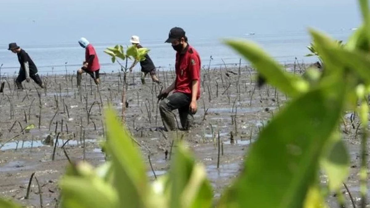 Hutan Mangrove Terbesar itu Salah Satunya Ada di Papua Barat