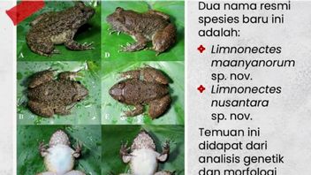 カリマンタンで発見された2つのひげを生やしたカメの種