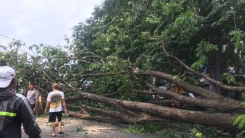 Angsana Tree In North Larangan Collapses, Tangerang-Jaksel City Road Access Is Severely Congested
