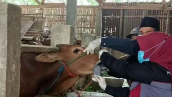 Belasan Ribu Sapi Madura Bergejala PMK, Vaksinasi Digencarkan