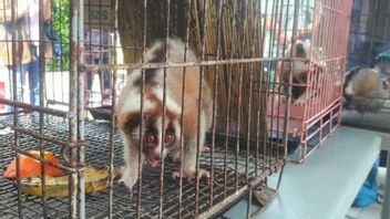 Police Arrest Seller Of Protected Animals Through Social Media, There Are Crocodiles, Javanese Slow Lorises And Crocodiles