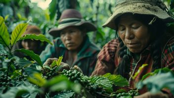 Top Commodities Of Plantation Activities Performed In LowLAND Areas