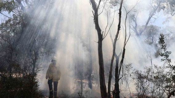 17 Hotspots Detected In 4 Regencies Of East Kalimantan, BMKG Asks All Parties To Take Care Of Each Other