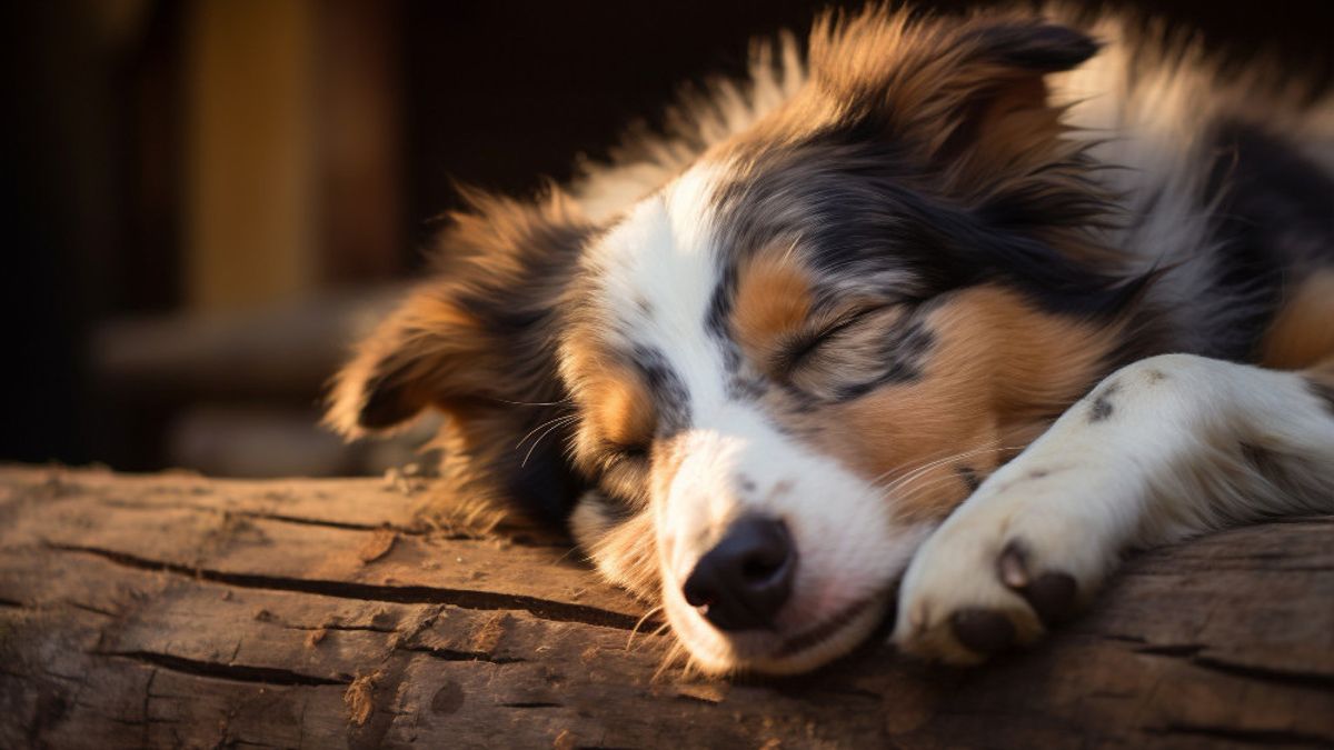 Signs Of Stressed Dogs: Recognize Some Of The Characteristics