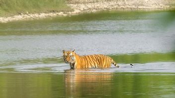 زيادة عدد السكان بنسبة 190 في المئة ، والنمور في نيبال تمكنت من الخروج من خطر الانقراض
