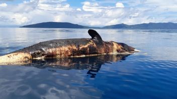 死鲸鲨漂浮在拉贾安帕特水域， 被发现分解